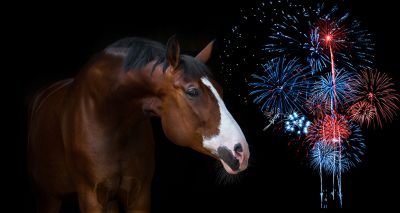 Blue Cross survey reveals concerns about impact of fireworks on horses